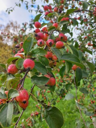 Punaisia pihlajanmarjoja puun oksassa.